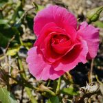 Le féminin sacré – Fleurir et harmoniser
