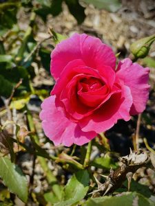 Retraite Fleurir